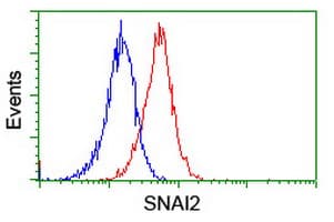 SNAI2 / SLUG Antibody (clone OTI2H3, Carrier-free)