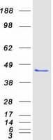 Human POLDIP2 / PDIP38 Protein (Recombinant Myc-DDK (Flag))