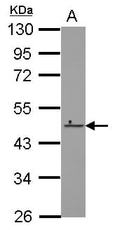 ZNF550 Antibody