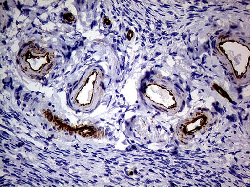NES / Nestin Antibody (aa99-349, clone OTI1B4, Carrier-free)
