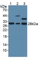 GSTO1 Antibody (aa24-233)