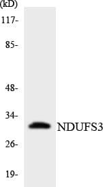 NDUFS3 Antibody (aa101-150)