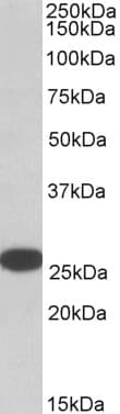 IHC-plus™ Polyclonal Goat anti-Human RANBP1 Antibody (aa186-200, IHC, WB)