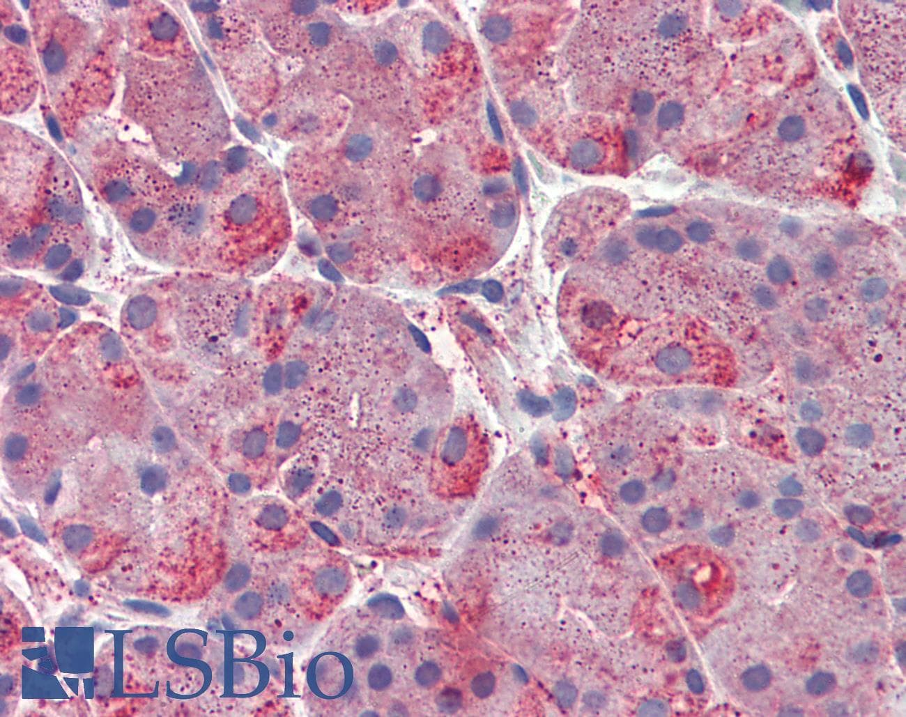 IHC-plus™ ERP44 Antibody (C-Terminus)