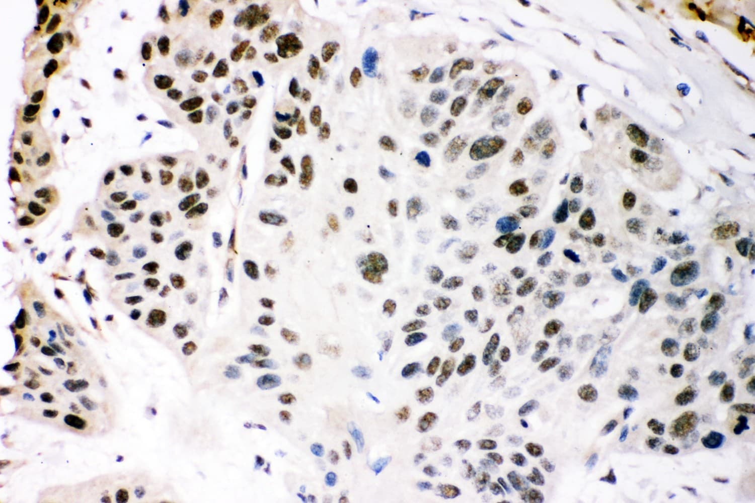 EP300 / p300 Antibody (aa2065-2414)