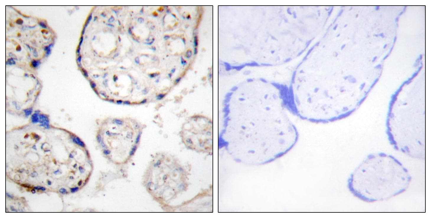 Polyclonal Rabbit anti-Human STEAP4 Antibody (IHC, IF)