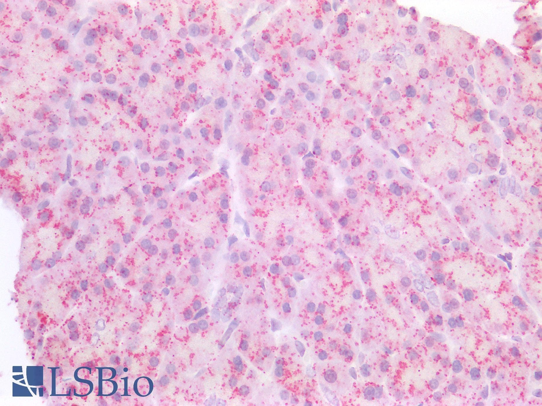 IHC-plus™ CD95 / FAS Antibody (N-Terminus)