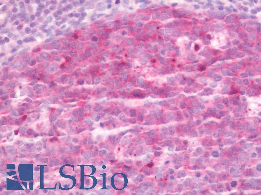 IHC-plus™ PACS1 Antibody