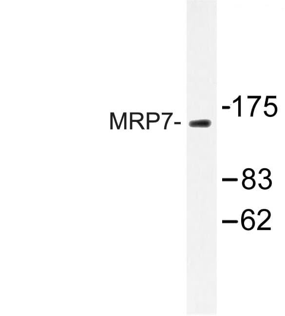 ABCC10 Antibody (Glu865)