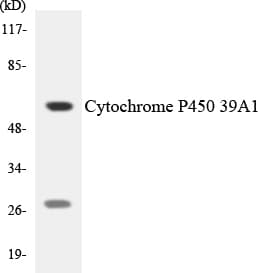 IHC-plus™ CYP39A1 Antibody (aa336-385)