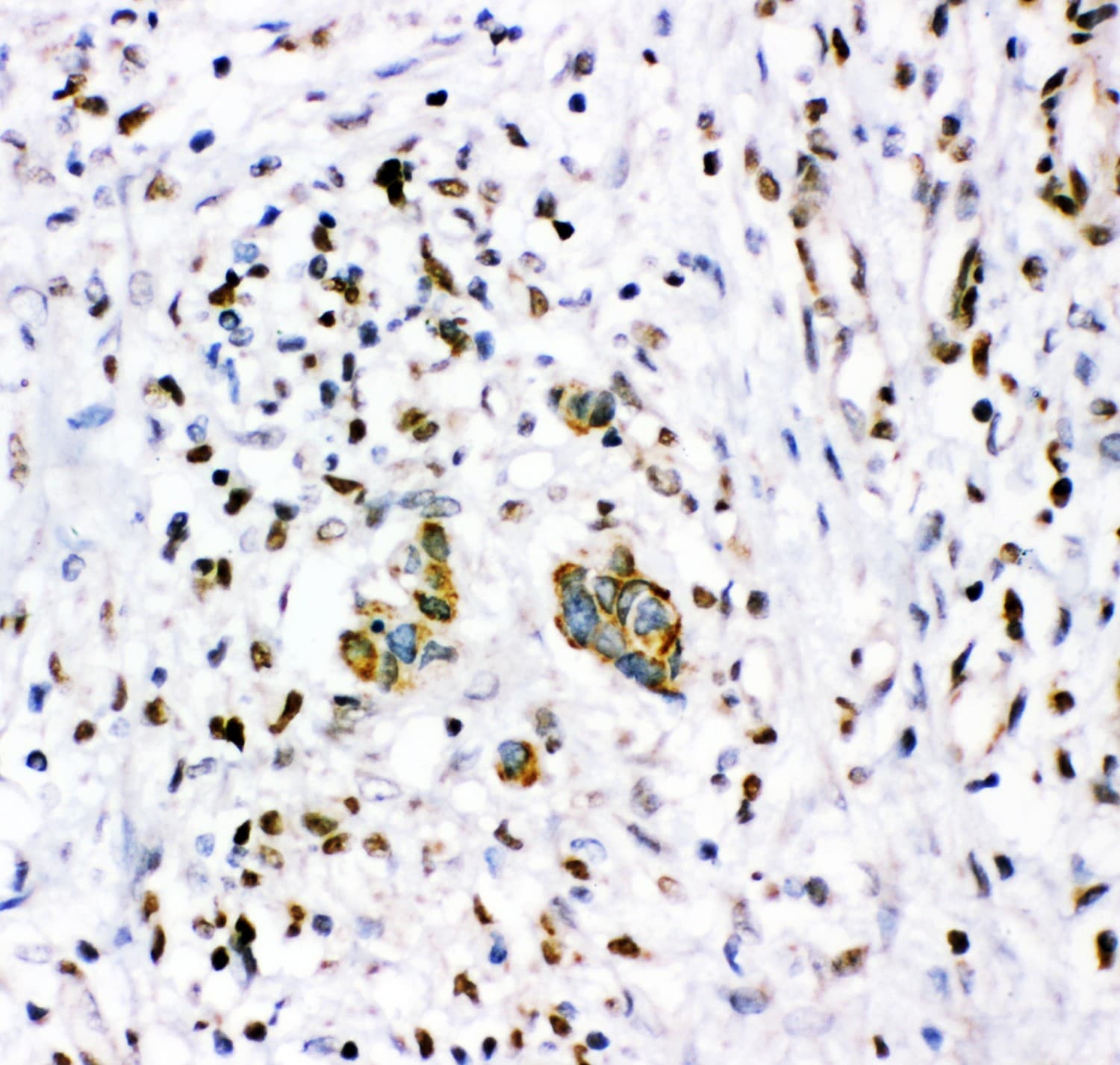 NR3C1/Glucocorticoid Receptor Antibody (aa1-373)