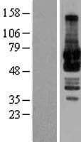 Human GORASP1 / GRASP65 Protein (Over-Expression Lysate Myc-DDK (Flag))