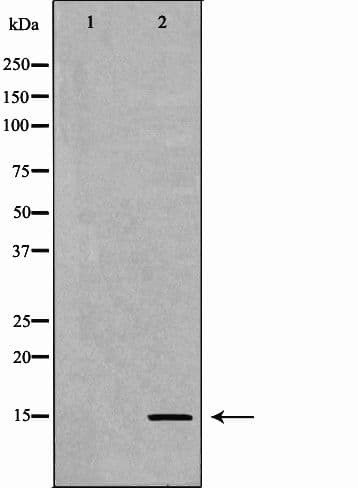 HIST3H3 Antibody (Methyl-Lys9)