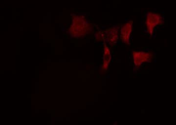 BCAS2 Antibody