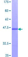 Human EPO / Erythropoietin Protein (Recombinant GST)