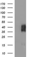 BTLA / CD272 Antibody (clone OTI3E10)