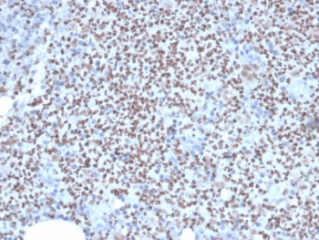 SPI1 / PU.1 Antibody (clone PU1/2146, Azide-free, BSA-free)