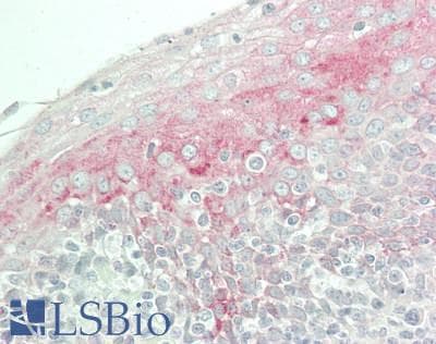 Polyclonal Rabbit anti-Human CLU1 / KIAA0664 Antibody (aa1259-1309, IHC, WB)