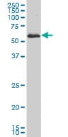 Monoclonal Mouse anti-Human PRKAA1 / AMPK Alpha 1 Antibody (clone 4D9, WB)