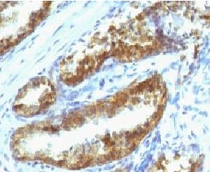 KLK3 / PSA Antibody (clone PSAK3-1, Azide-free, BSA-free)