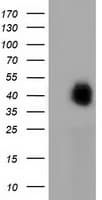 FAM84B Antibody (clone OTI5A7)