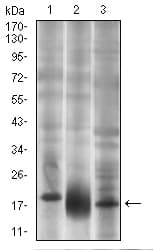 IHC-plus™ Monoclonal Mouse anti-Human THY1 / CD90 Antibody (clone 7E1B11, aa17-132, IHC, IF, WB)