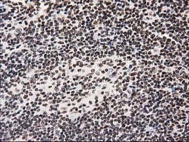 ATP6V1F Antibody (clone OTI1B8, Carrier-free)