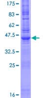 Human NINJ1 / Ninjurin Protein (Recombinant GST)