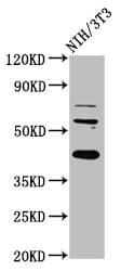 RBFOX2 / RBM9 Antibody