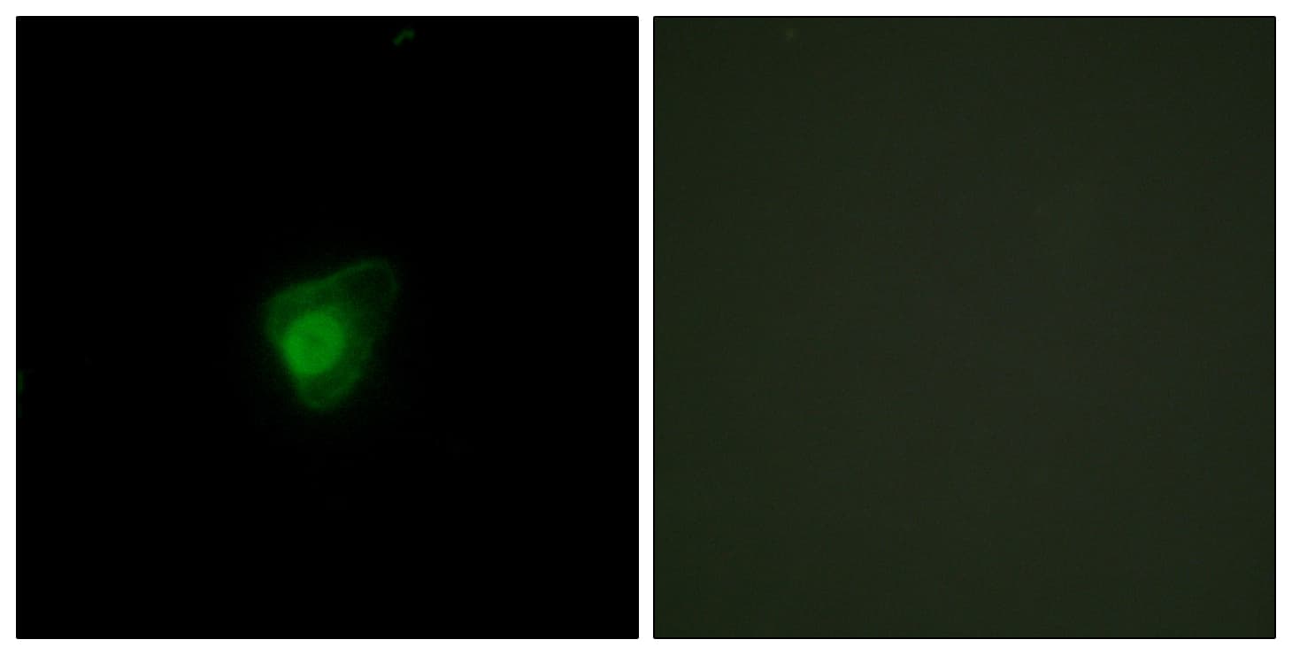 SMG7 Antibody (aa521-570)