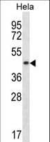 DNAJA3 / TID1 Antibody (aa105-134)