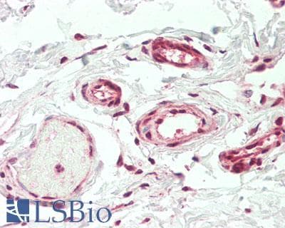 IHC-plus™ CDC6 Antibody (aa1-50)