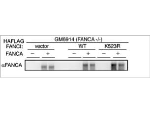 IHC-plus™ FANCA Antibody