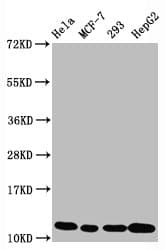 Recombinant Monoclonal Rabbit anti-Human HIST1H4I Antibody (IF, WB)