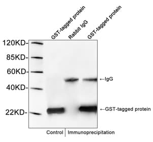 GST Tag Antibody