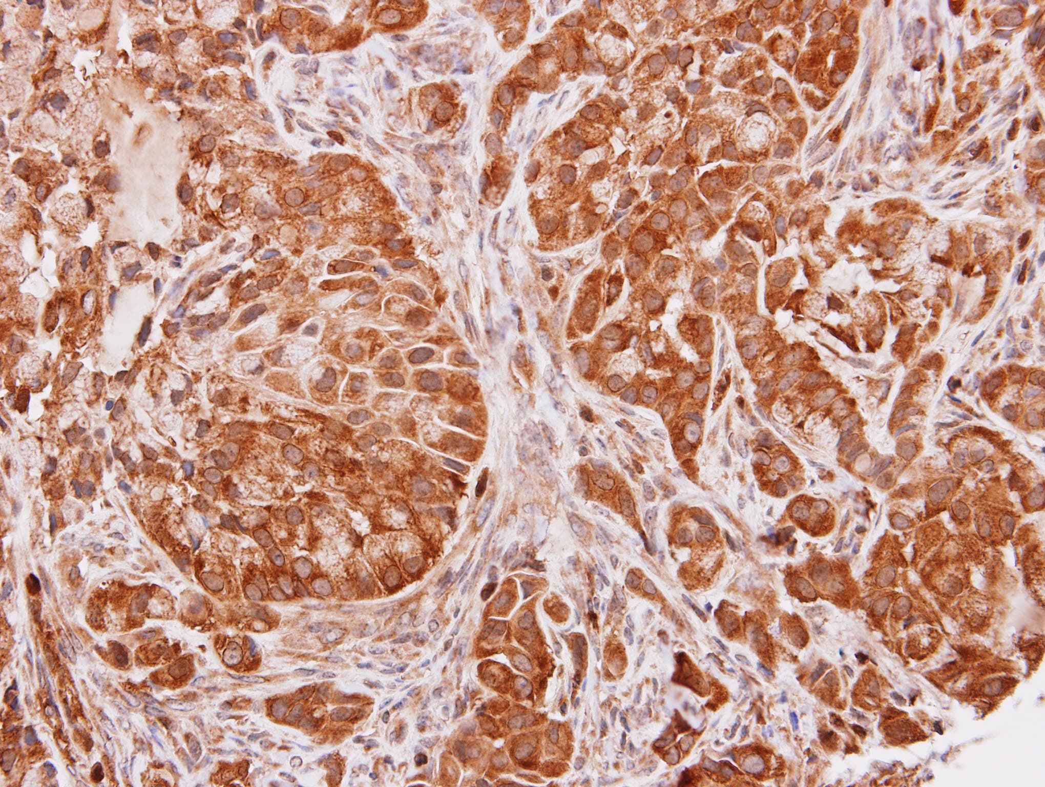 SEC13 Antibody (aa1-319)