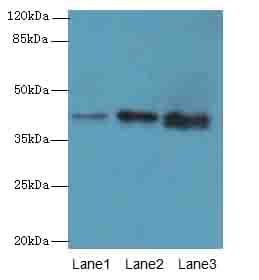 Polyclonal Rabbit anti-Human MAB21L1 Antibody (IHC, WB)