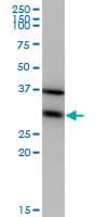 EF1B / EEF1B2 Antibody (clone 3A5)