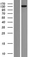 ARHGEF18 Protein (Over-Expression Lysate Myc-DDK (Flag))