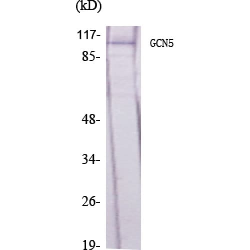 KAT2A / GCN5 Antibody (660-740 aa, C-terminal)