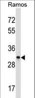 CD27 Antibody (aa196-225)