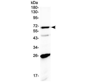 Polyclonal Rabbit anti-Human SLC7A3 / CAT-3 Antibody (WB)