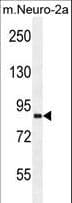 VWA3B Antibody (aa1178-1207)