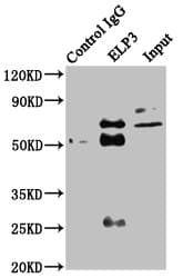 Polyclonal Rabbit anti-Human ELP3 Antibody (IF, WB)