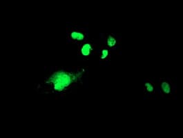 WDR4 Antibody (clone OTI4G1)