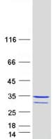 Human WIBG Protein (Recombinant Myc-DDK (Flag))