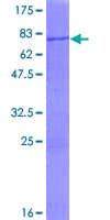 Human SUGCT / C7orf10 Protein (Recombinant GST)