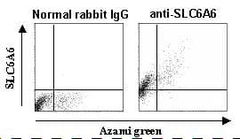 Polyclonal Rabbit anti-Human SLC6A6 / Taurine Transporter Antibody (IHC)