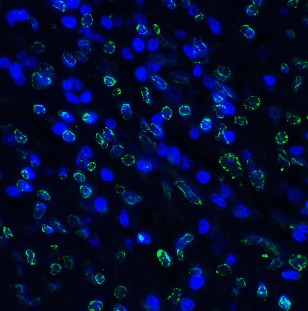 TIGIT Antibody (clone 4A10)