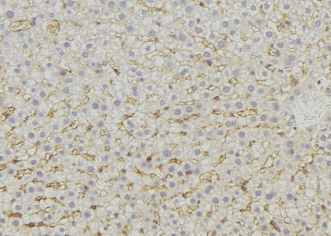 MRPL46 Antibody